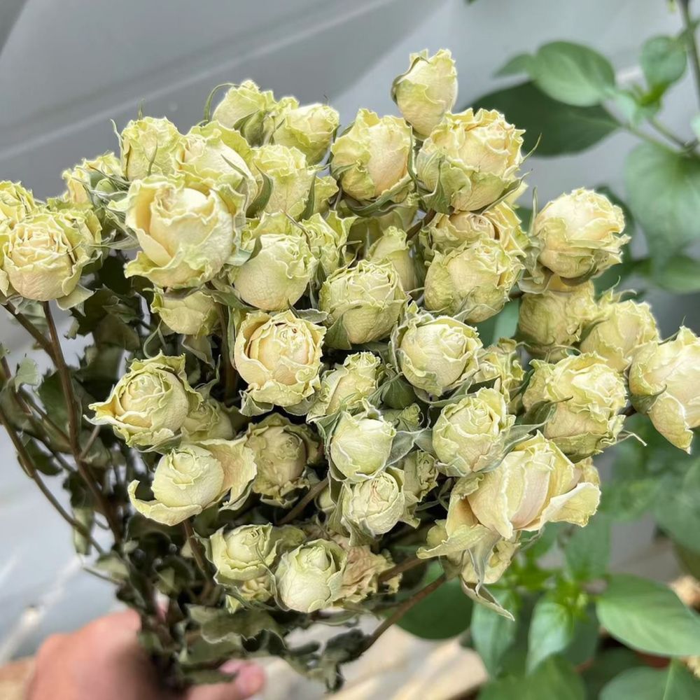 Real Preserved Roses Dried Flo - огляд і ціна Resin Craft Ideas